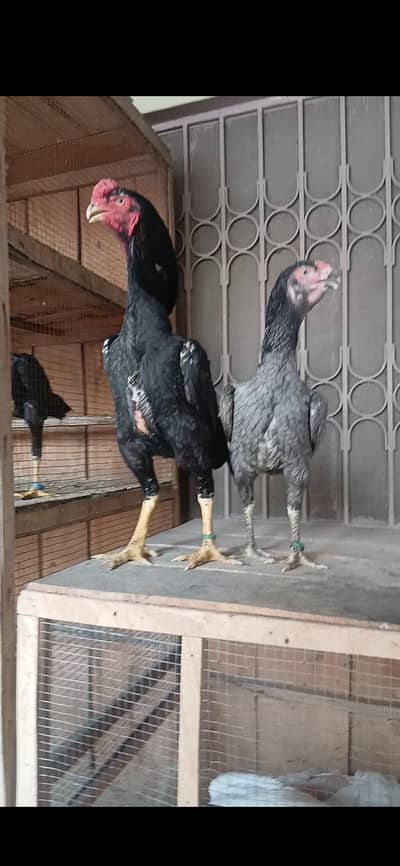 Germon Blue  O Shamo