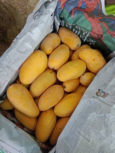 Mangoes Sindhri peti 10 kg sale