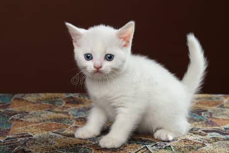 Friendly Persian kitten
