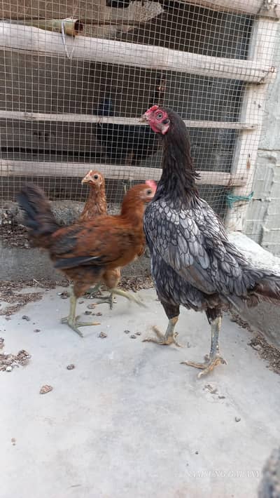 Aseel hen X Desi cock