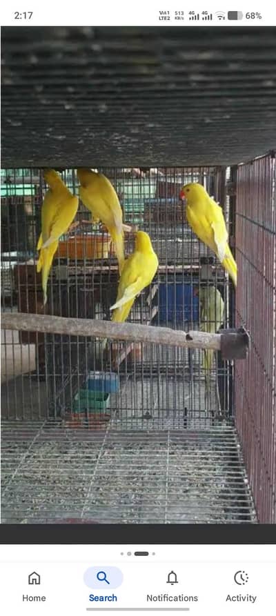  yellow parrot pair available 