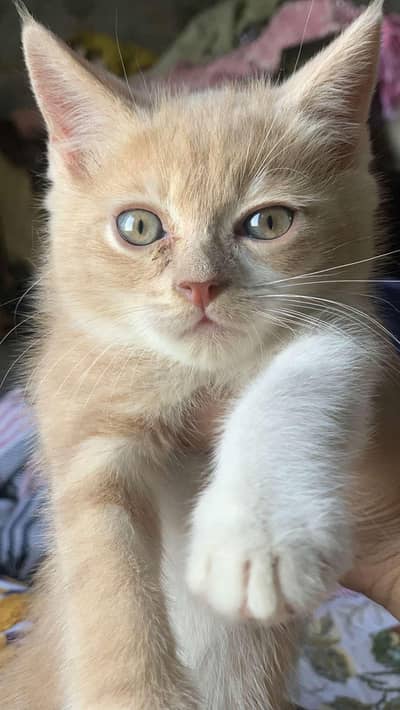 kitten