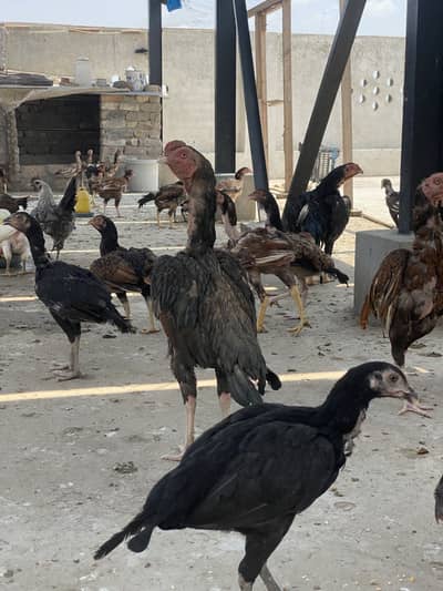 Home breed mix male female different price aseel desi murghay murghi