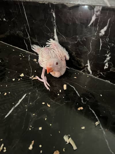 White ringneck chick