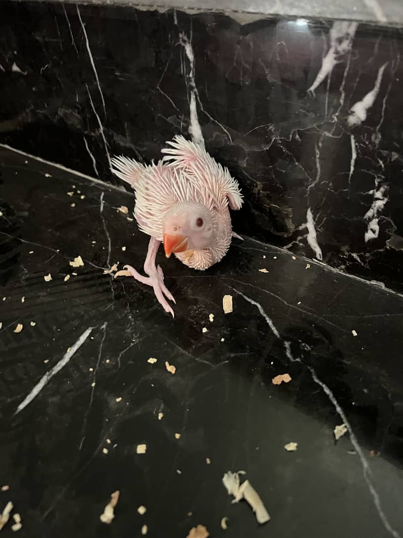 White ringneck chick 0