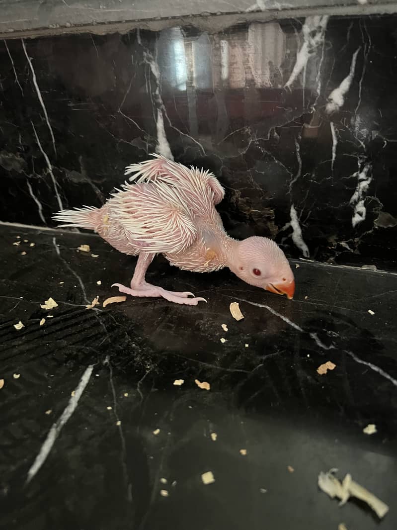 White ringneck chick 1