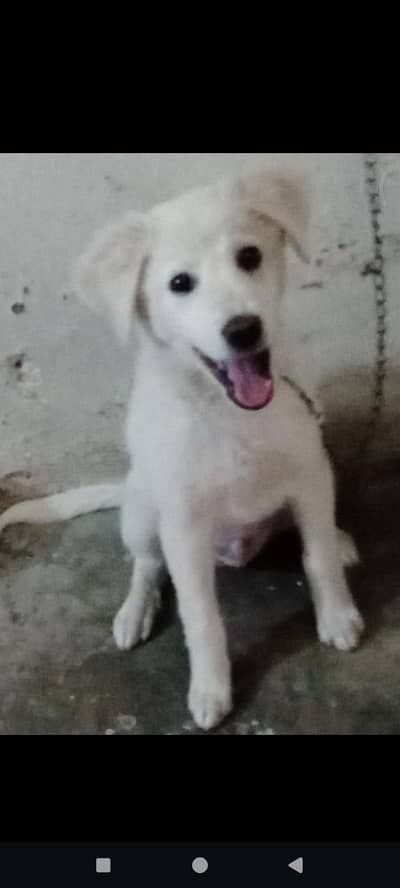 my dog sell
