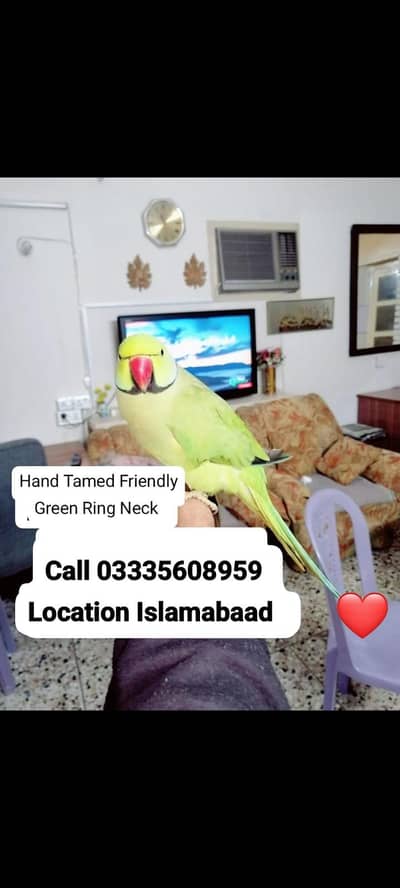 Hand Tamed Full Friendly Green Ring Neck Male Parrot