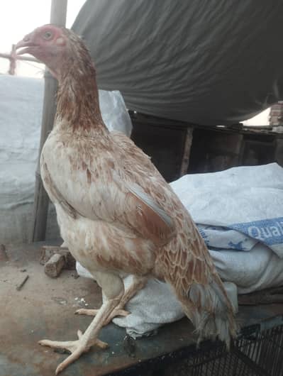 Aseel hen egg dai ri h
