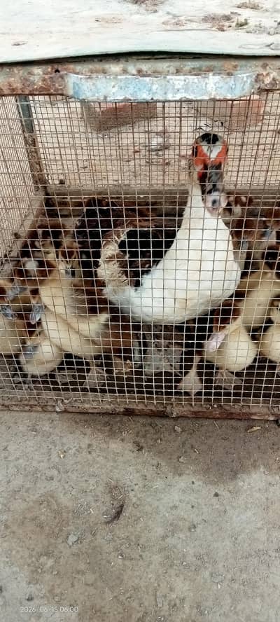 mugg duck home breed
