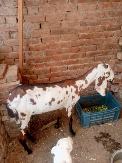 Beautiful Goat with Two Healthy Kids Available