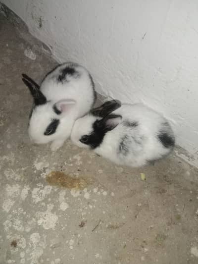 rabbit baby pair for sale 03224186572