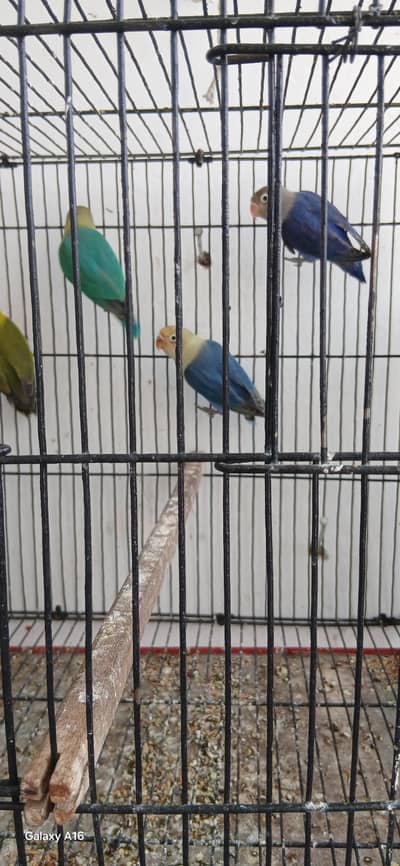 2 pair lovebirds