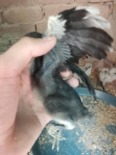 Dragon  Chick's available.