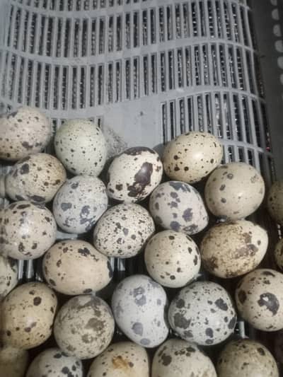 Quail Eggs Rs15