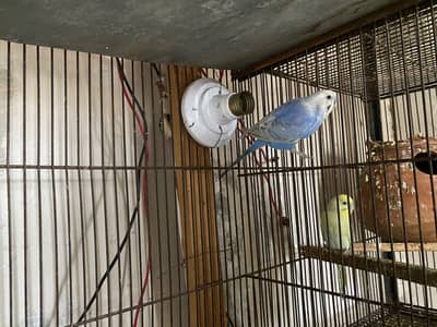 Budgies different mutation for sale