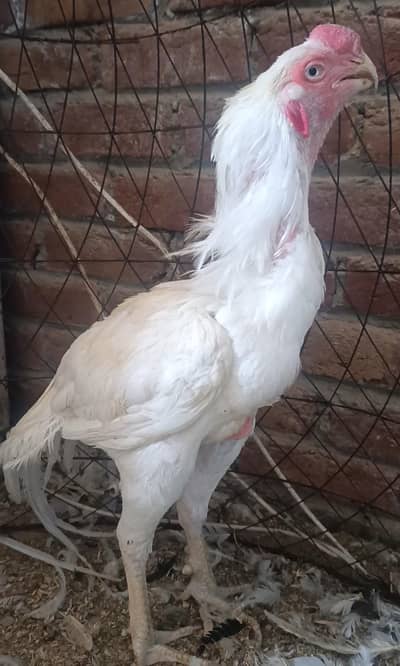 Indian parrot beak long tail patha