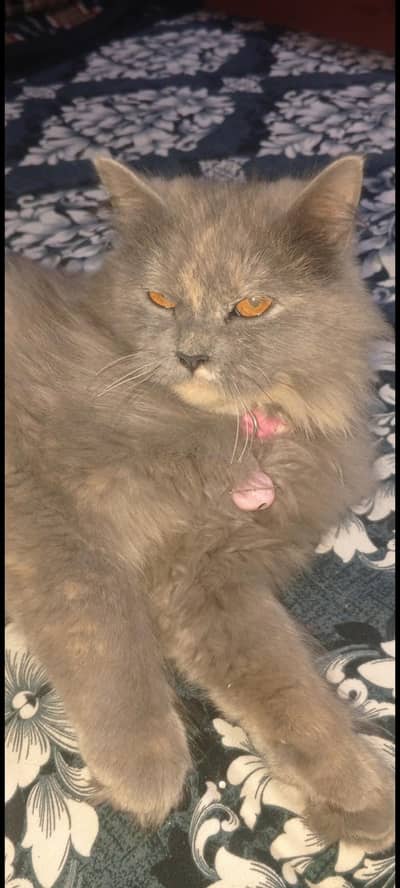 Persian Female Grey Cat
