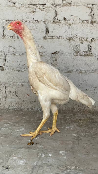 Shamo aseel