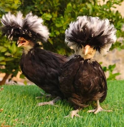 Polish , Bantam's , Heavy buff , Dandarawi double comb many breedes