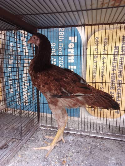 Aseel female