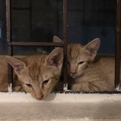 Cute Playful Kittens
