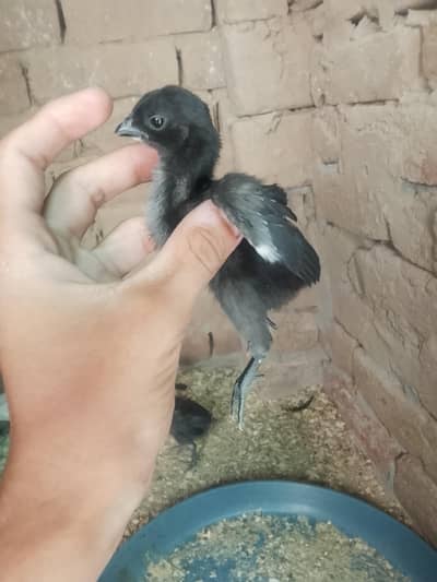 Dragon  Chick's available.
