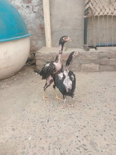 aseel chuzy for sale