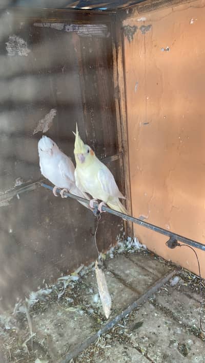 Cocktail pair
