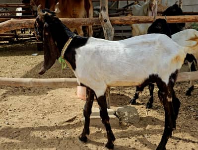 Bakra bakri for sale