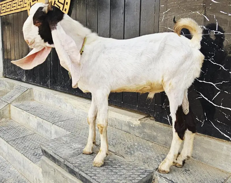 Bakra bakri for sale — photo 2