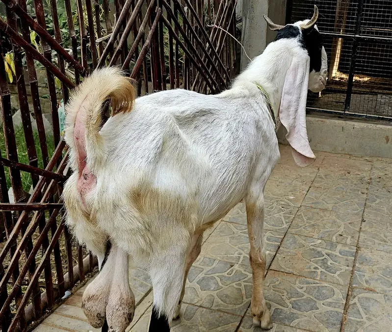 Bakra bakri for sale — photo 3