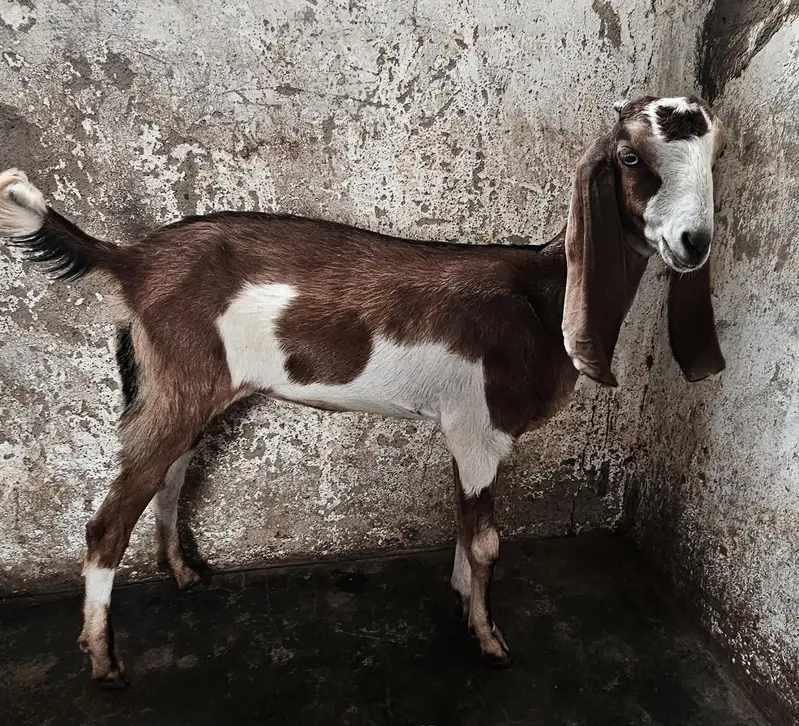 Bakra bakri for sale — photo 4