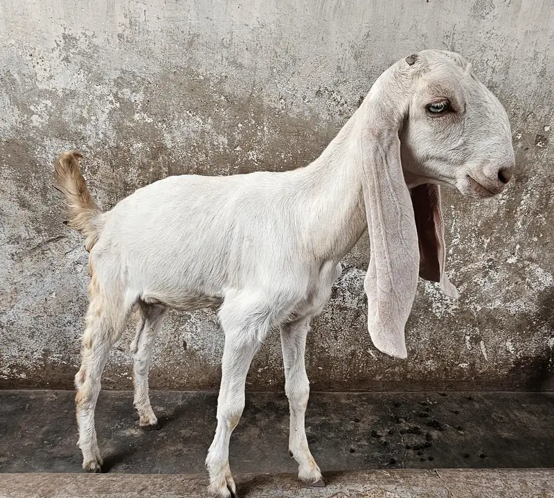 Bakra bakri for sale — photo 5