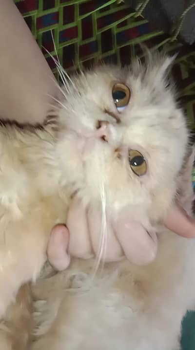 cats for sale