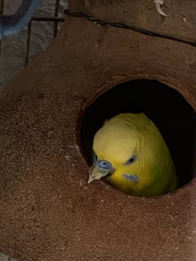 Budgie pair available