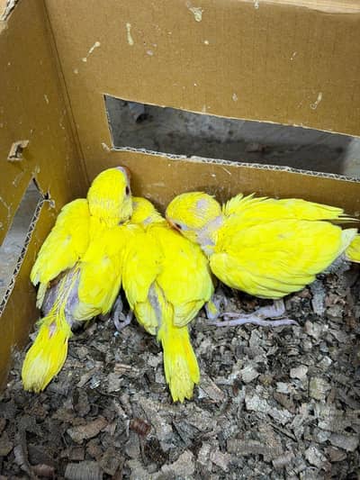 Yellow Ringneck Chicks Looking for a New Home.