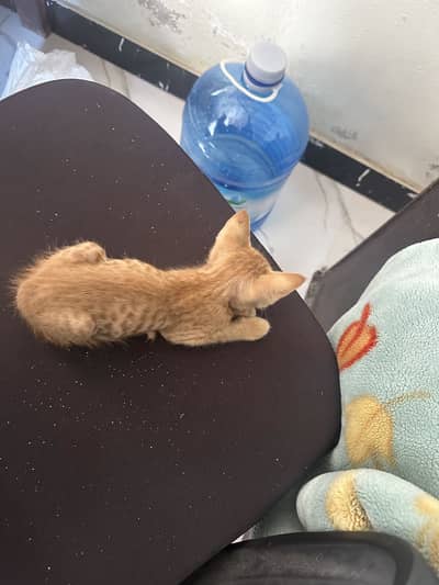 Free kitten