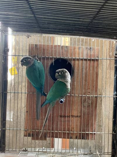 Blue turquoise black chest breeders pairs and swisson sorry self chiks