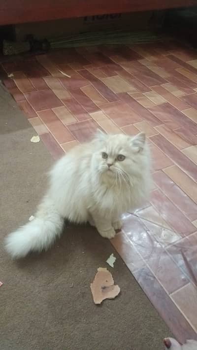 9 Month Old Male Peke Face Persian Cat