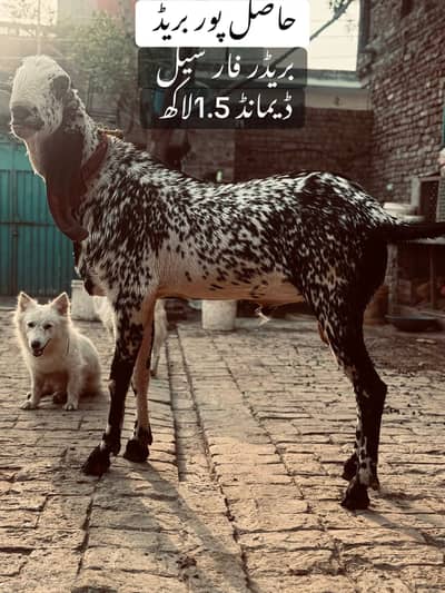 Goats