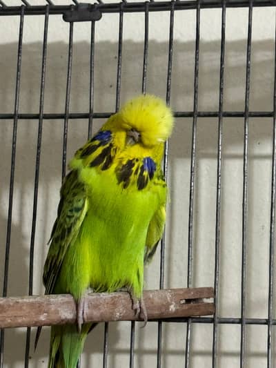 UK blood line exibhition pair available
