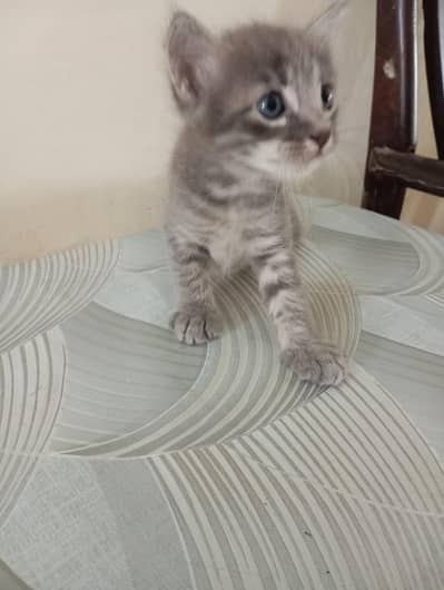 Persian Cat,birth date: 14 May 2026