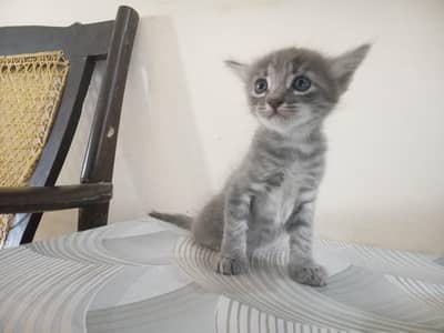 Persian Cat,birth date: 14 May 2026