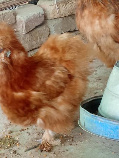 salki kobtrr tetir watup nober 03159943599