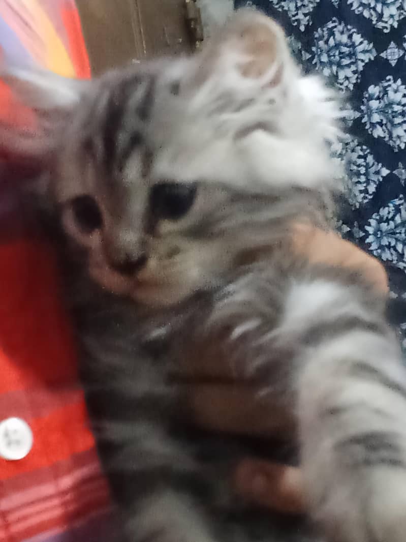 kitten  1