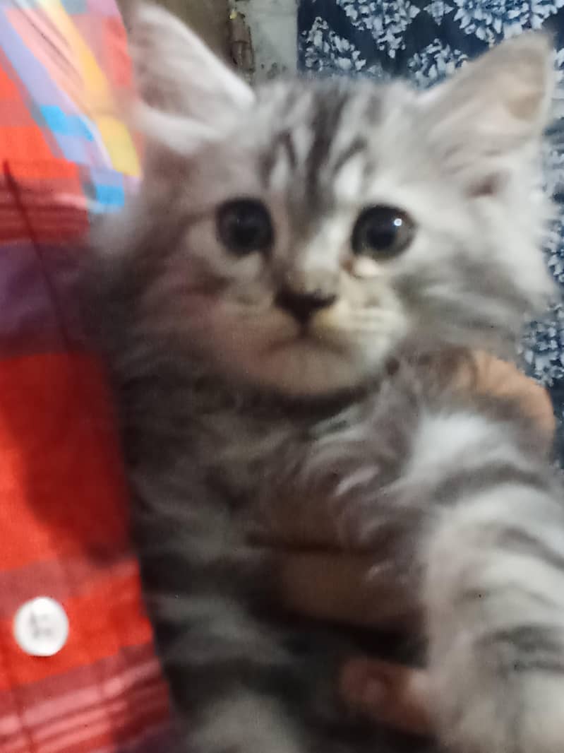 kitten  2