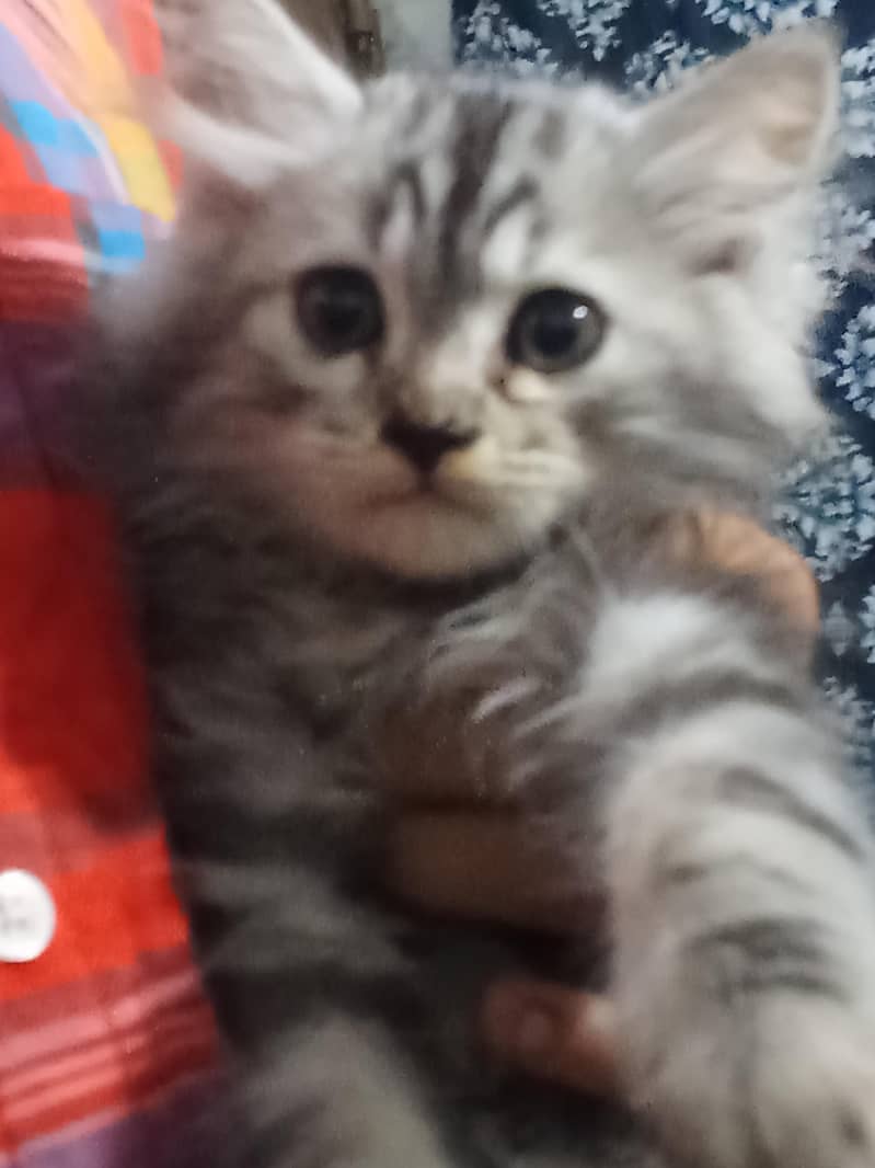 kitten  3
