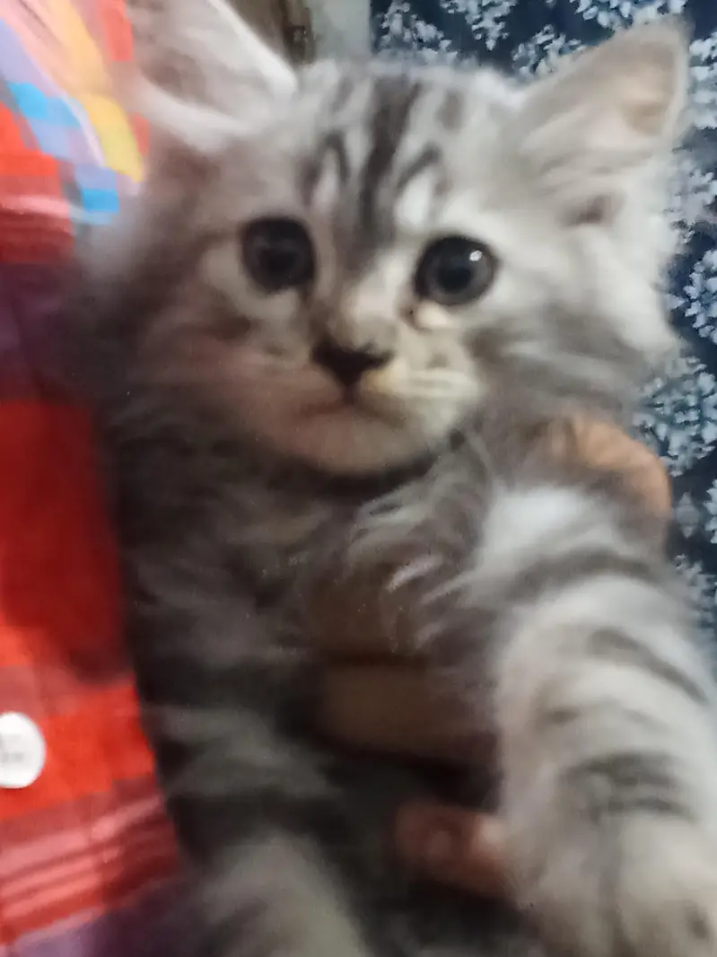 kitten  — photo 4