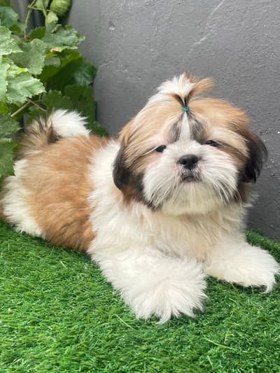 Pedigree shihtzu male pup